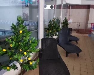 Rokiškio baseinas Citrinmedziai 2